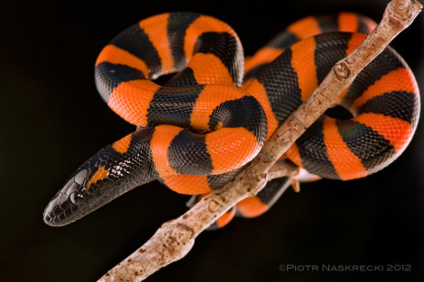 A young ringed python (Bothrochilus boa) from Papua New Guinea. [Canon 1Ds MkII, Canon 180mm macro, 2 speedlights Canon 580EX]