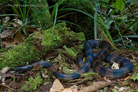 Adult ringed pythons lack the bright, conspicuous coloration of the juveniles – it may be difficult to mimic a walking stick if you are over a meter long! [Canon 1D MkII, Canon 16-35mm, speedlight Canon 580EX]
