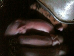 The first litter of 2013