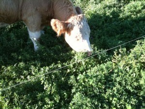 Grass fed cow grazing on pasture