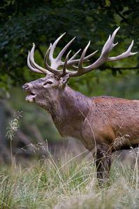 250px-Red_deer_stag_2009_denmark