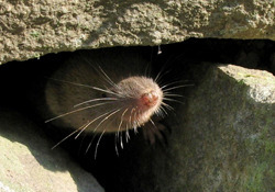 Northern Short-tailed Shrew (blarina brevicauda) © 2007 by Gilles Gonthier