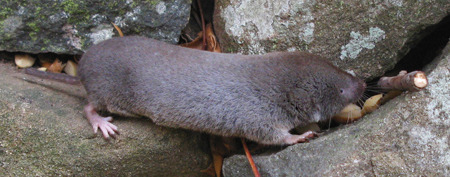 Northern Short-tailed Shrew (blarina brevicauda) © 2011 by Gilles Gonthier