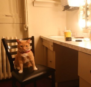 brekfast_at_tiffany's_cat