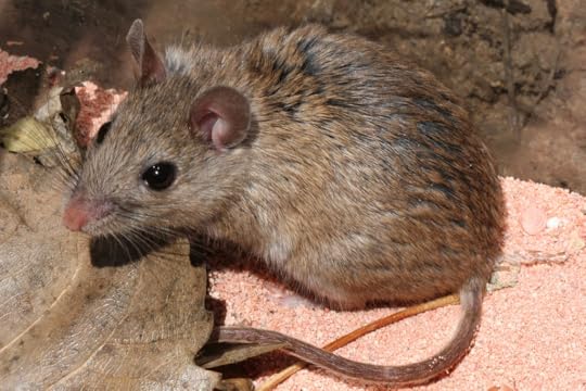 White-footed mouse. Phto by J.N. Stuart via Creative Commons