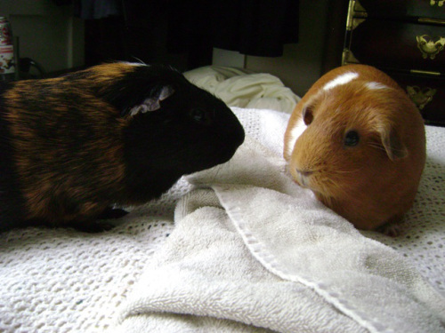 I got my Tomahawk ticket today! I’m off to see Mike Patton, the wonderful wizard of [I want to say “song” here but it sounds so ridiculous. Syllables! Damn them!]