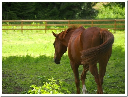 15 June 15 13-06-2013 09-36-53