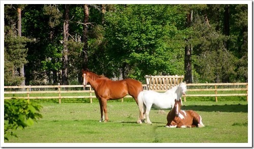 14 June 1 14-06-2013 07-59-06