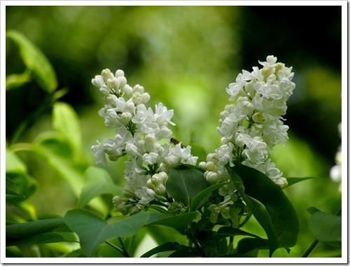 13 June 2 13-06-2013 11-20-34