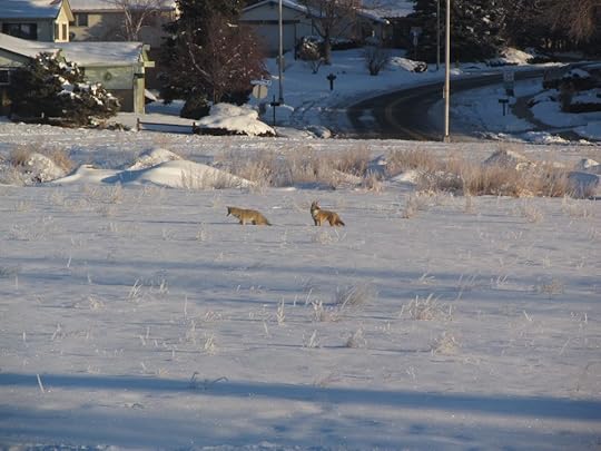 coyotes in arvada