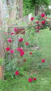 roses