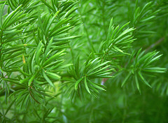 Evergreen Delicacy: Asparagus Fern
