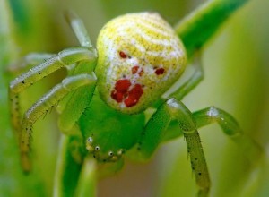 Clown Spider