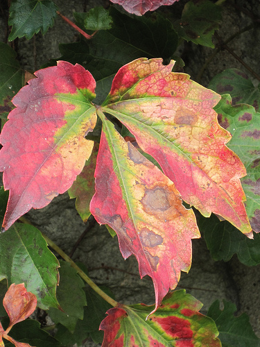 the leaf painters