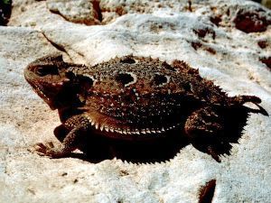 horned-toad