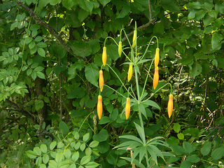 canada lily buds