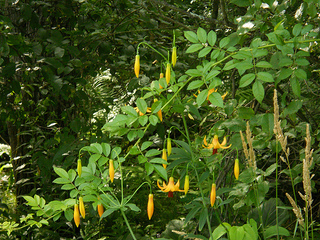 canada lilies