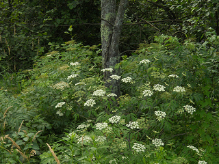 water hemlock