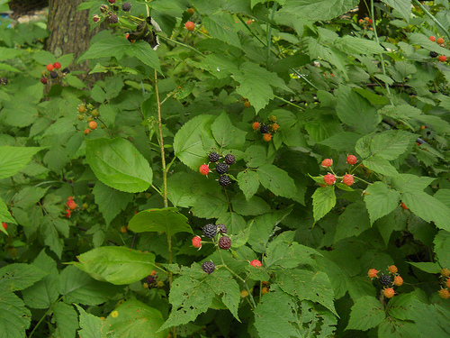 black raspberries