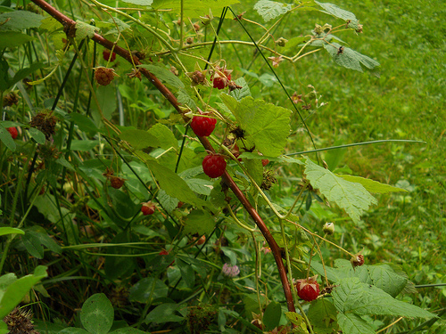 red raspberries