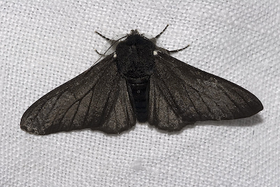 Melanic form of peppered moth. Via Wikipedia