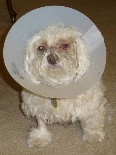 Laddie post-surgery3 3-21-13_cropped