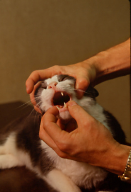 5459508047 9223a283b5 9 Dental Issues You Share With Your Cats and Dogs