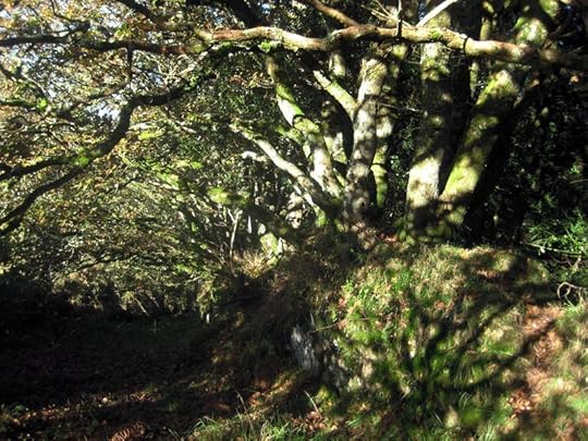 Tree shadows 1