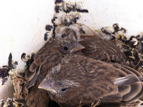 Baby bird progress