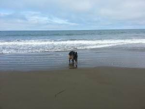 Playing in the waves.