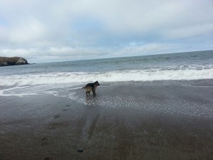 Gazing out to sea....