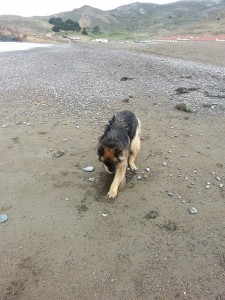 Perfect sand for digging!