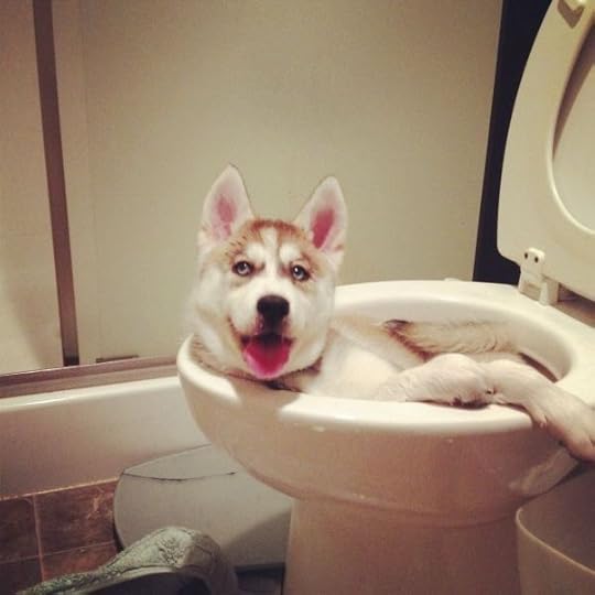 dog-in-the-toilet-article