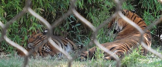 Tigers lie in tall grass beyond a fence.