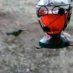hummingbirds-1
