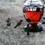 hummingbirds-2