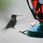 hummingbirds-3