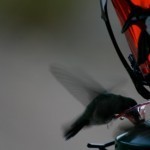hummingbirds-4