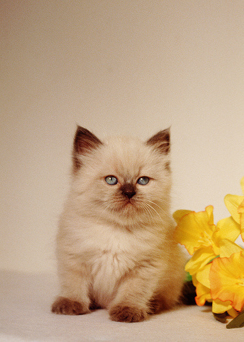 Spring kitten