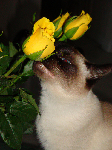 Seren eating yellow roses