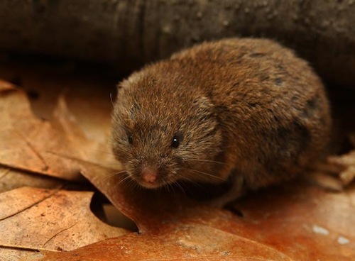Vole.jpg