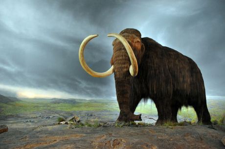 WoollyMammoth_0