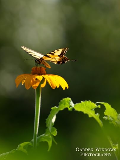 Wings of Gold by Garden Windows Photography