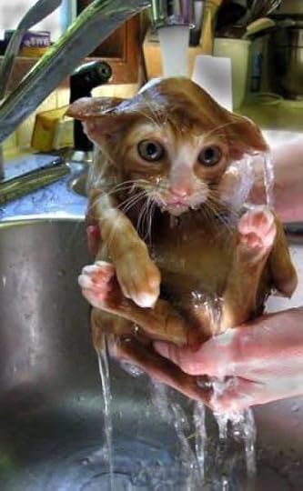 Wet kitten
