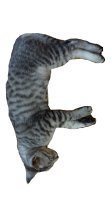 CatFont