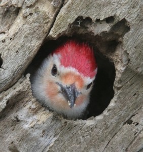 woodpeckertotem