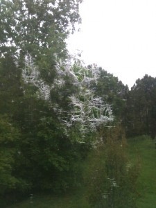 screen opened by visiting Woodpecker