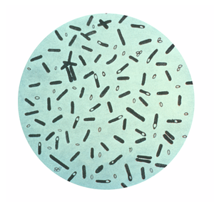 English: A photomicrograph of Clostridium botu...