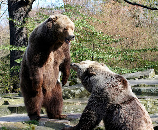 fighting bears