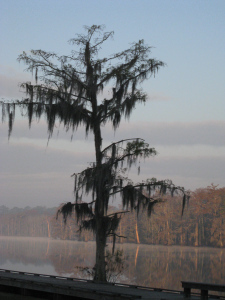 Bayou